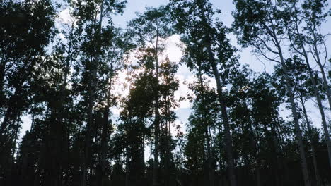 Aerial-drone-view-flying-along-a-beautiful-Aspen-forest-on-a-sunny,-summer-day