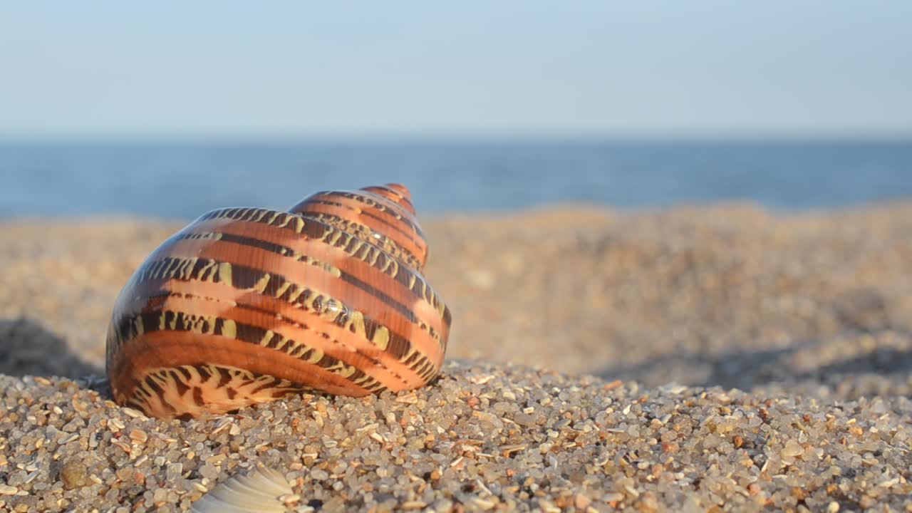 Sea cockleshells on the beach. Shooting on the beach