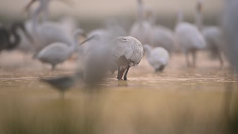 eurasian spoonbill and egrets fishing in misty morning