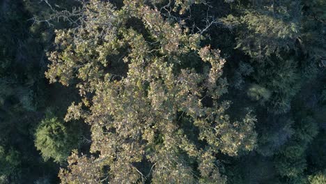 Aufwärtsflug-Mit-Blick-Von-Oben-Auf-Eine-Eiche,-Deren-Blätter-Zu-Trocknen-Beginnen