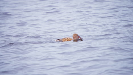 Female-northern-shoveler-duck-swimming-fast-on-flowing-river-stream