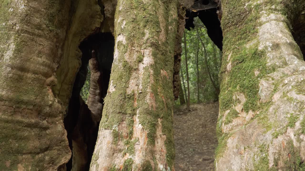 Enormous Roots With Overgrown Moss - Wishing Tree Of Lamington National Park In Gold Coast, Queensland, Australia. - Close Up Shot