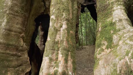 enormous roots with overgrown moss - wishing tree of lamington national park in gold coast, queensland, australia. - close up shot