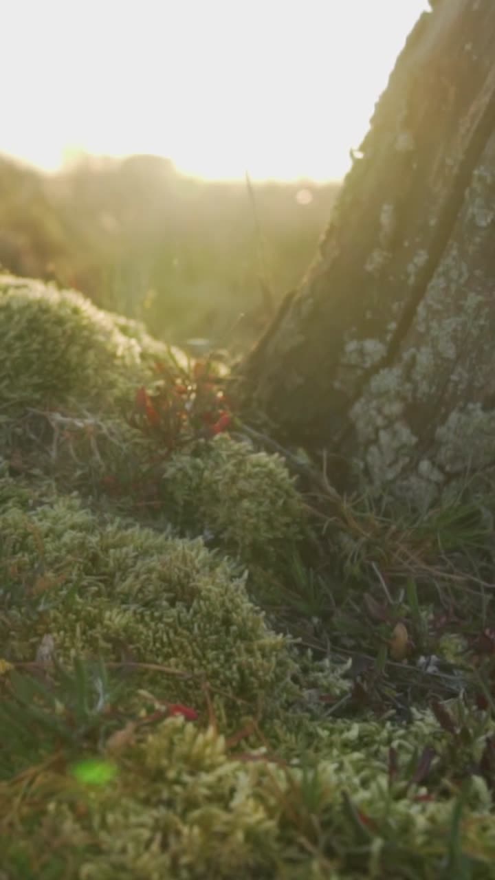 солнечный свет на моху и траве