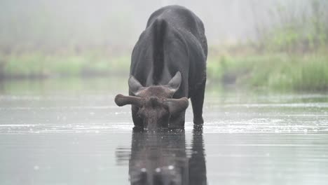 Ein-Elchbulle-In-Samt-Ernährt-Sich-An-Einem-Nebligen-Frühlingsmorgen-Von-Einem-Kleinen-Teich