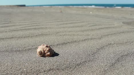 Sand-Und-Muschel-Mit-Wellenhintergrund-2