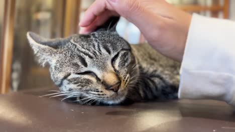 Petting-a-Cute-Sleeping-Cat