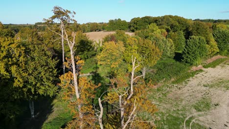 tilt down over a thin tree with lush vibrant green trees in the back ground