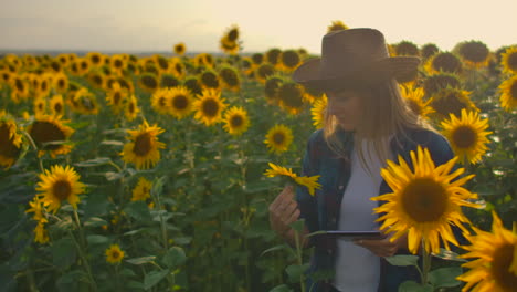 a farmer woman looks on a sunflower on the field and describes its characteristics in her digital tablet.