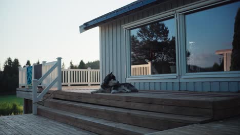 Raza-De-Perro-Malamute-De-Alaska-Acostada-En-Un-Porche-De-Madera-Frente-A-La-Casa