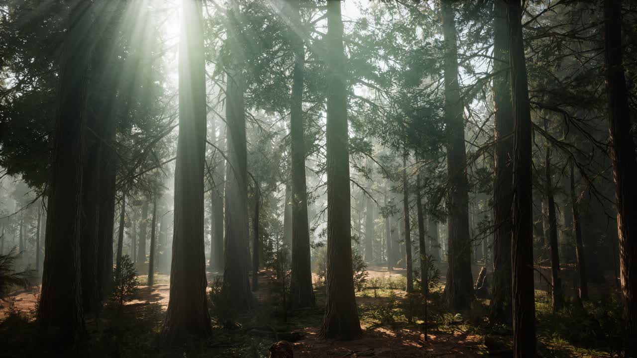Sequoia National Park under the fog mist clouds