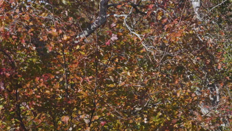 many colors of autumn leaves on a single tree