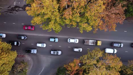 árboles de otoño y tráfico en la calle