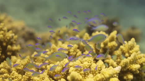 corals in the reef of the red sea