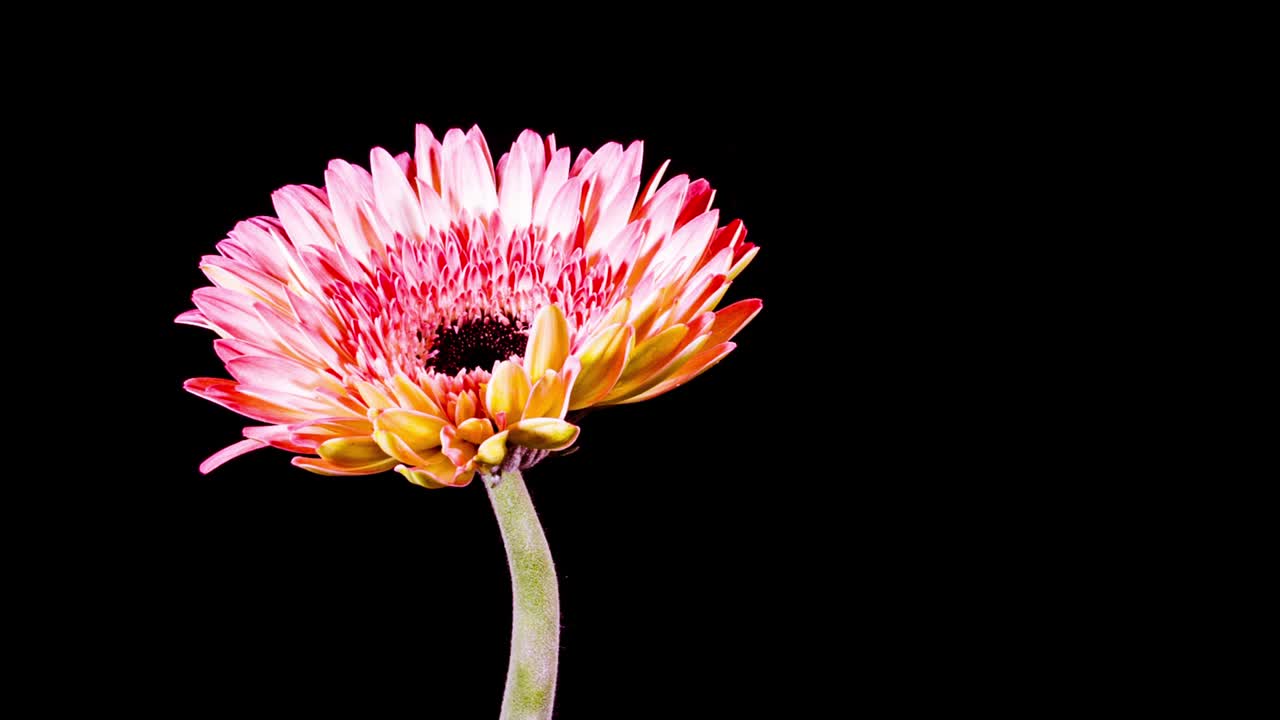 Time Lapse - Flower Daisy Blooming - 4K