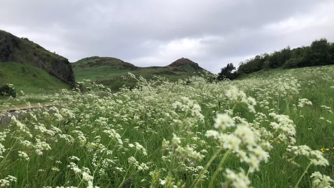 Ethereal, grandeur Arthur's Seat, with a foreground of lush green fields adorned by a vibrant carpet of Anthriscus sylvestris flowers, against a serene overcast sky