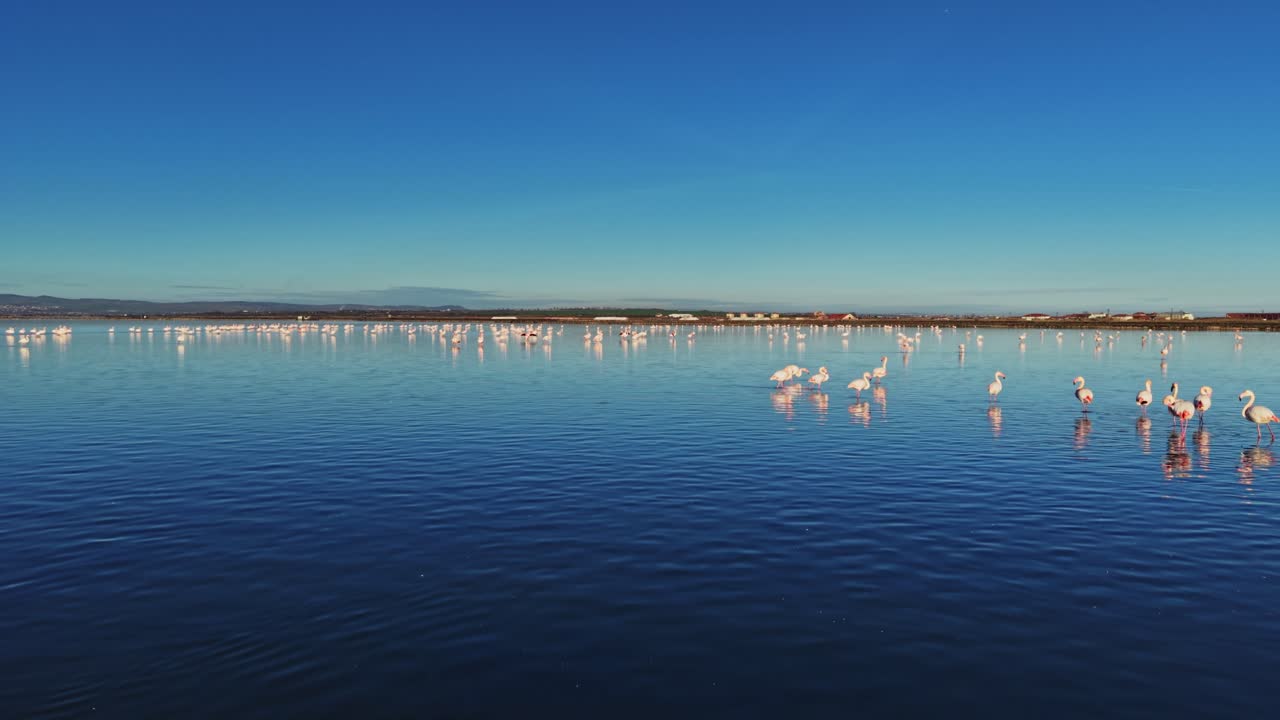 Flamingos standing in the water at a lake during bright daylight in nature