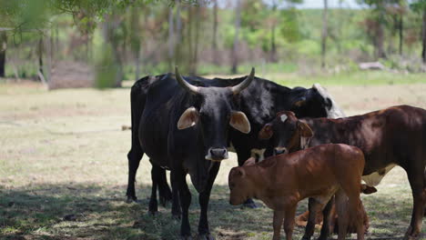 a close-up shot of cows standing in a field, with calves visible near their mothers. the tranquil rural setting captures the natural behavior of the cows in their habitat.