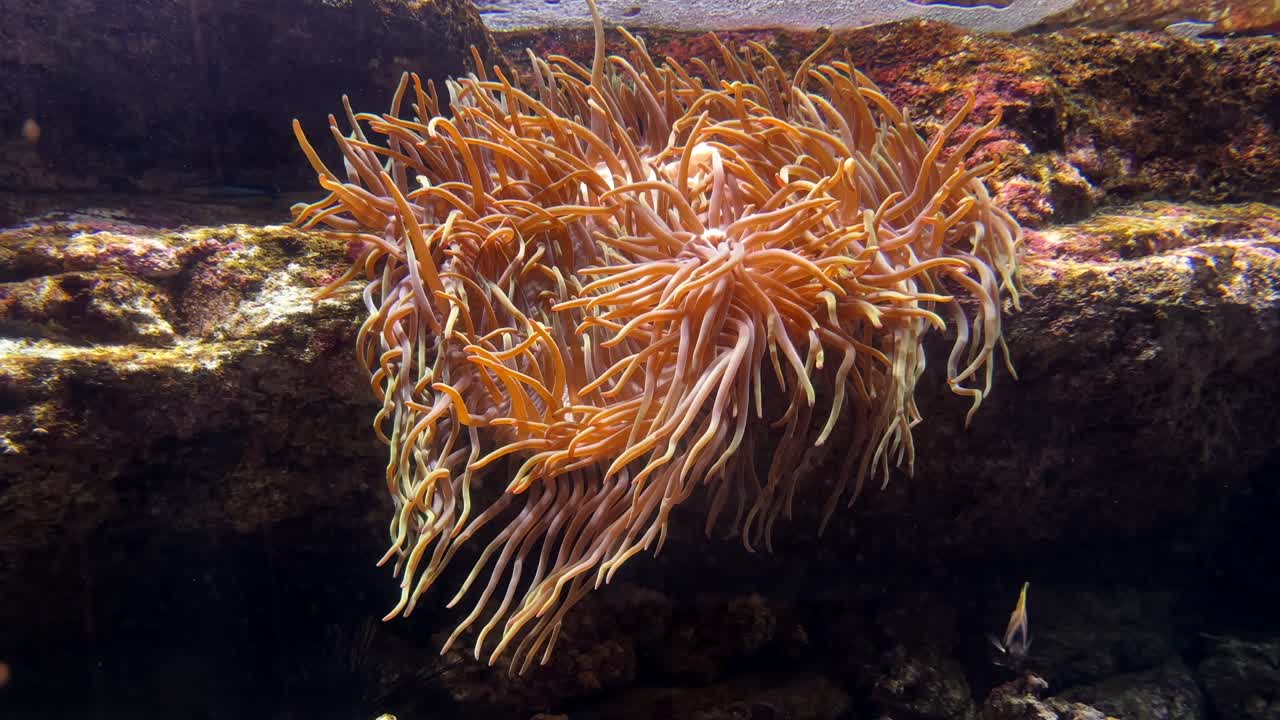 vibrant orange sea anemone attached to a rocky surface in an underwater environment