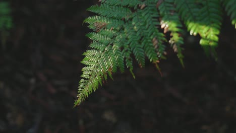 Lush-green-rainforest,-Sunlight-falling-on-fern-tree,-rack-focus-macro-new-zealand-water-on-leaf,-symmetry-satisfaction-iconic