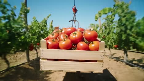 freshly harvested tomatoes delivered to a cozy restaurant setting, showcasing a combination of farm-fresh produce and elegant dining atmosphere