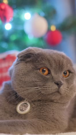 A Closeup of a Gray Fluffy Cat against the Background of a Christmas Tree and Gifts a Closeup of a Gray Fluffy Cat against the Background of a Christmas Tree and Gifts a Cat with a Medallion around its Neck Domestic Cat on New Years Eve