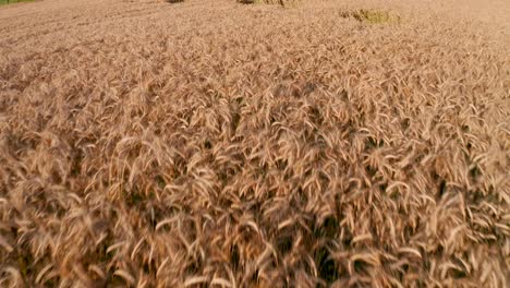 Flight-over-the-wheat-field-at-sunset