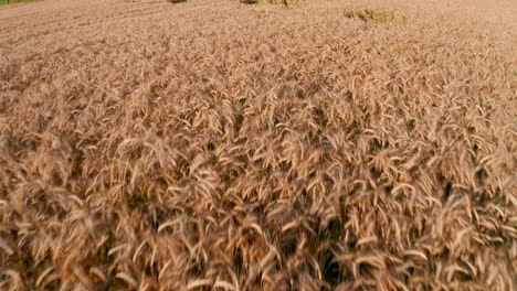 vuelo sobre el campo de trigo al atardecer