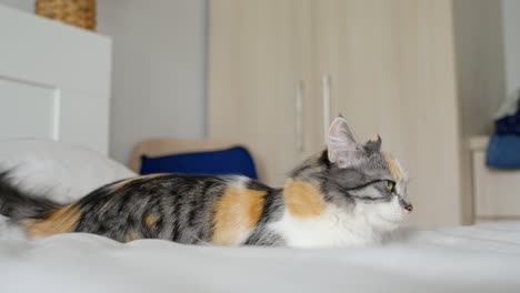 Fluffy-colorful-cute-cat-lie-on-domestic-bed,-side-view