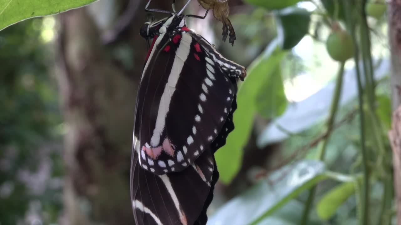 una mariposa de ala larga de cebra recién nacida aprende a extender sus alas
