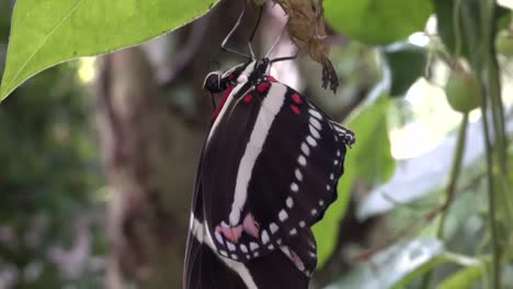 una mariposa de ala larga de cebra recién nacida aprende a extender sus alas