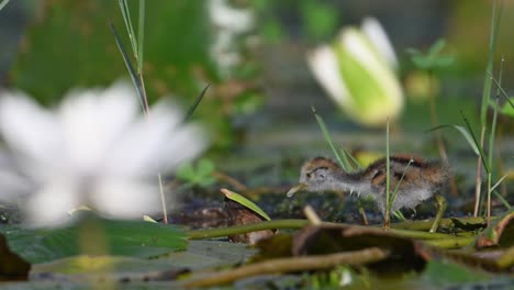 chick of pheasant tailed jacana entering in the frame , 5 days old young chick