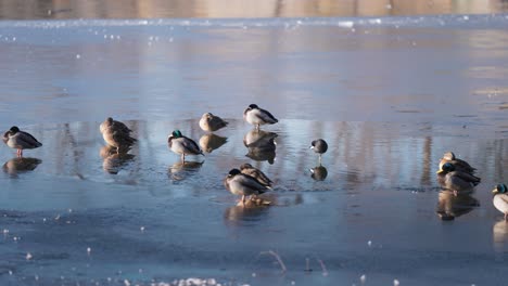 Una-Bandada-De-Patos-Silvestres-Se-Sienta-En-El-Hielo-Fresco-Y-Delgado-Del-Pequeño-Estanque