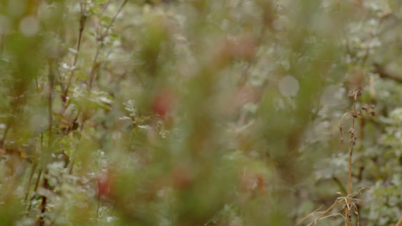 bosque y vegetación, primer plano