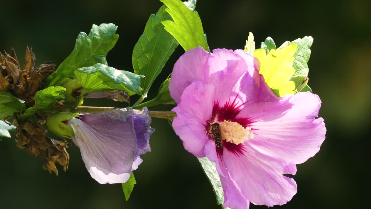 Bie samler pollen fra vakre rosa blomster 4K