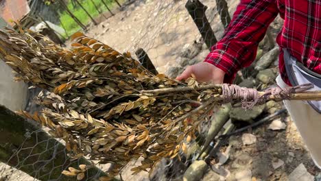 Die-Menschen-Vor-Ort-Leben-Im-Wald-Und-Nutzen-Die-Natur-Für-Die-Hausarbeit.-Besen,-Trockene-Zweige,-Blätter,-Gefährdete-Pflanzenarten,-Buxus-Hyrcana,-Pojark,-Naturerbe-Im-Iran,-Gilan-Talish,-Aserbaidschan.-Die-Menschen-Vor-Ort-Brauchen-Bewusstsein