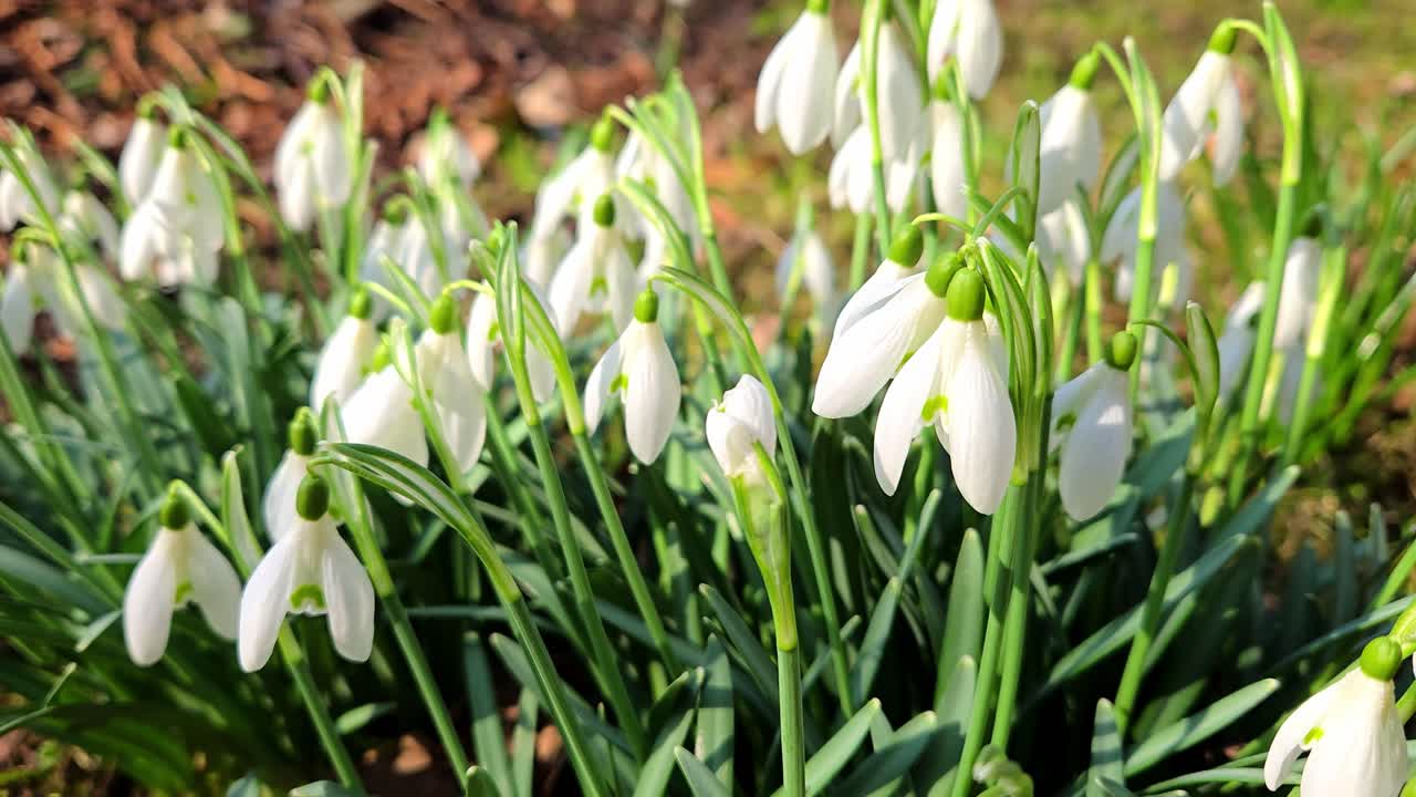 Primo piano di bucaneve freschi che sbocciano in giardino, simbolo del rinnovamento primaverile.