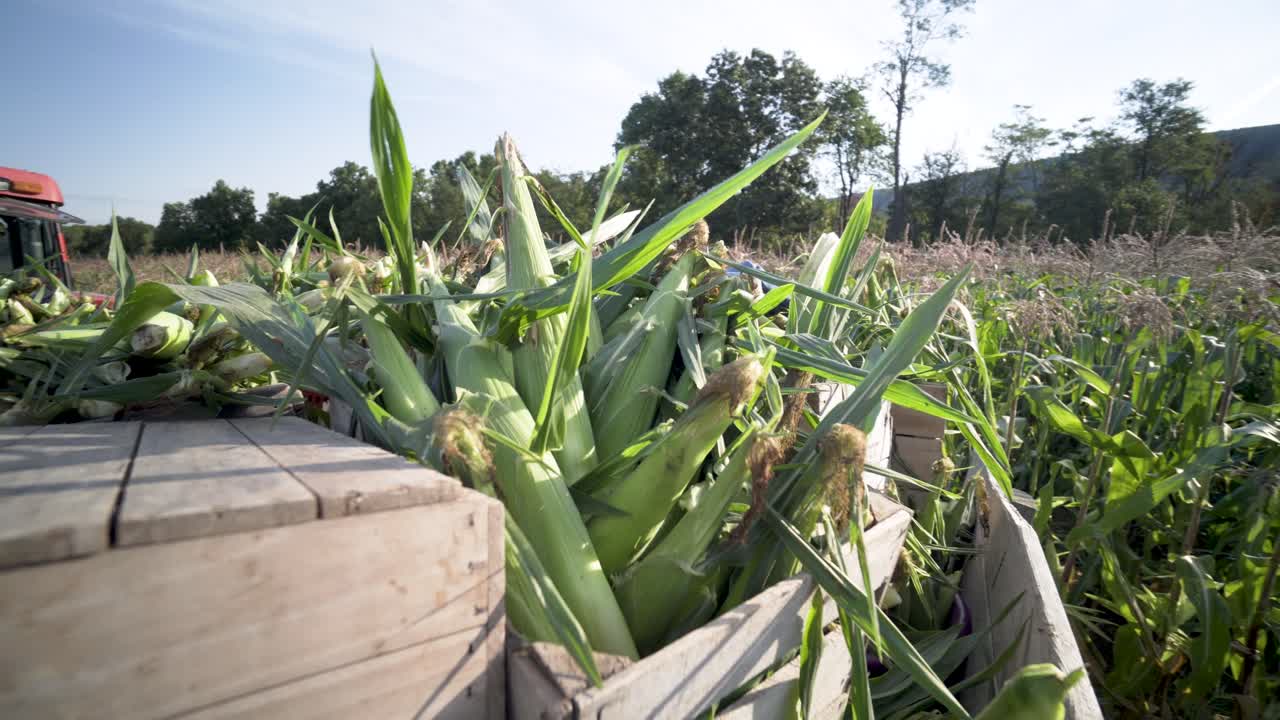 Corn Harvest in Crates