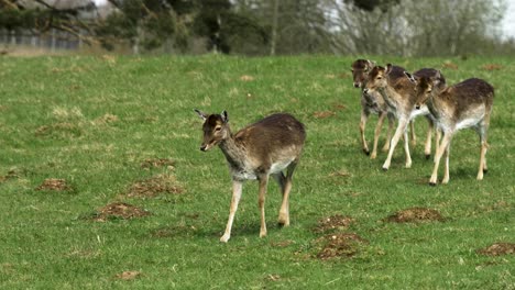 Fallow-deer-female-deer-herd-passing-by,-sunny-spring-day,-wildlife-concept,-medium-handheld-slow-motion-shot