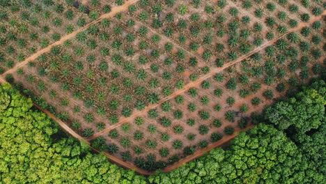 accurate graphical top down shot of new palm tree plantation, drone rising