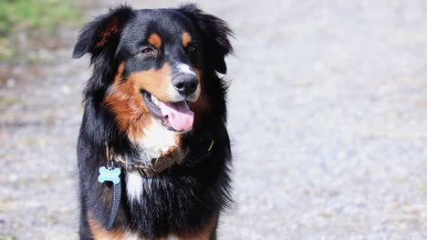 Cachorro-De-Pastor-Australiano-En-Una-Ruta-De-Senderismo-Canon