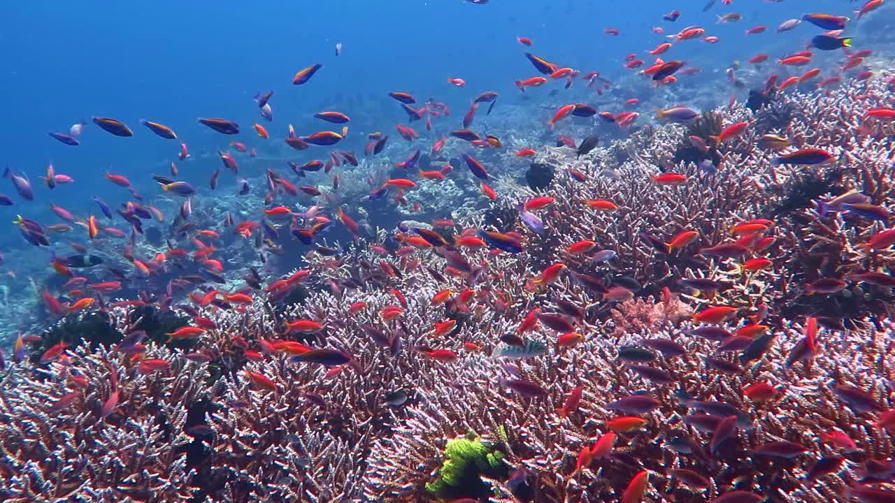 Rainbow of small colorful  fish dancing a above a coral reef