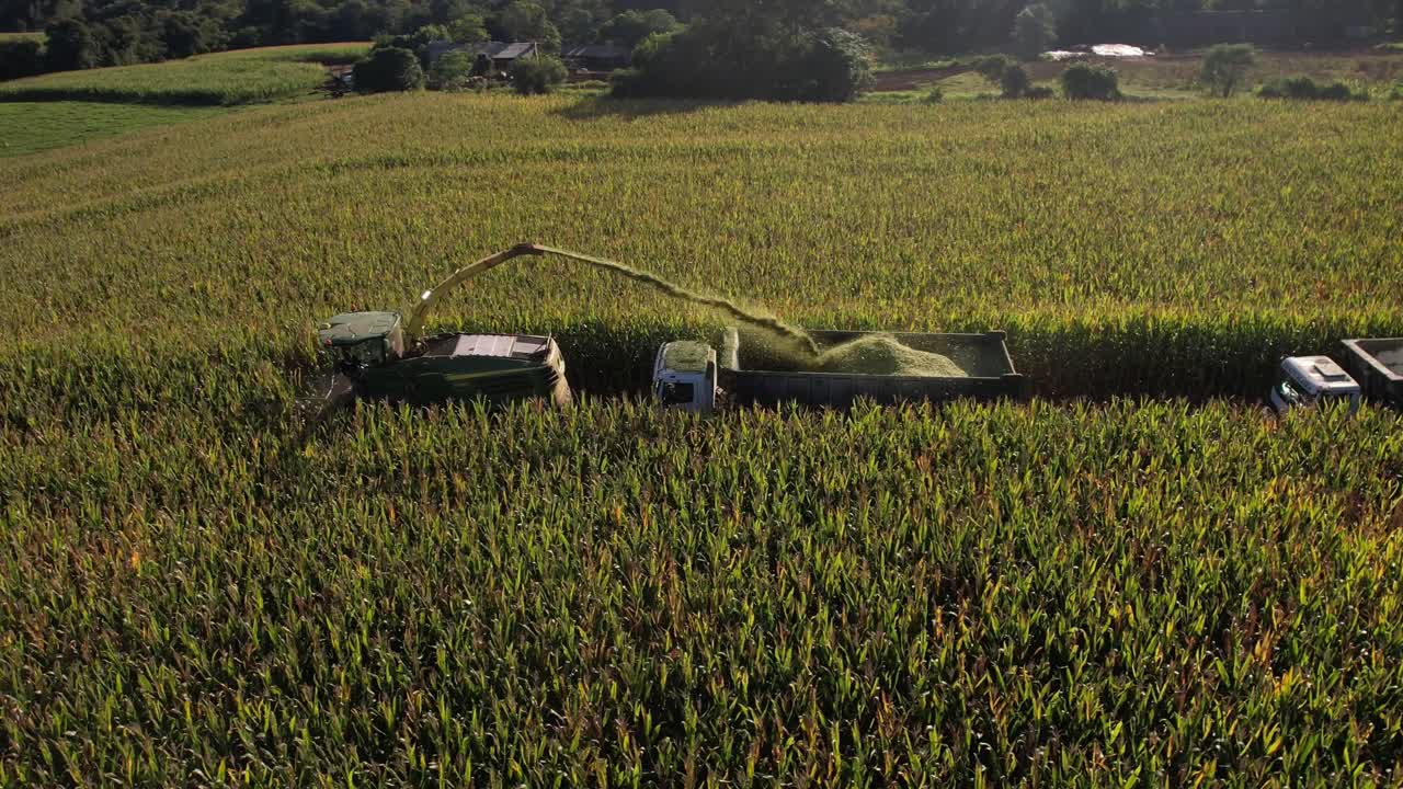 tractor cosechando alfalfa y distribuyendo los cultivos en camiones detrás
