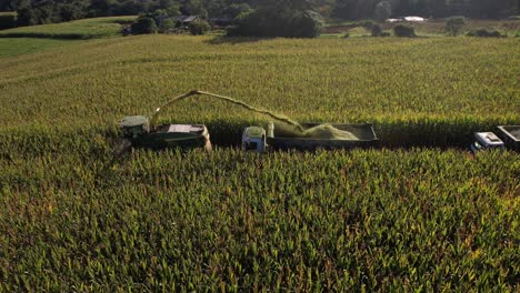 Tractor-Cosechando-Alfalfa-Y-Distribuyendo-Cultivos-En-Camiones-Detrás