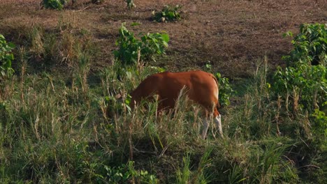 Bisonte,-Bos-Javanicus,-Santuario-De-Vida-Silvestre-Huai-Kha-Kaeng,-Tailandia