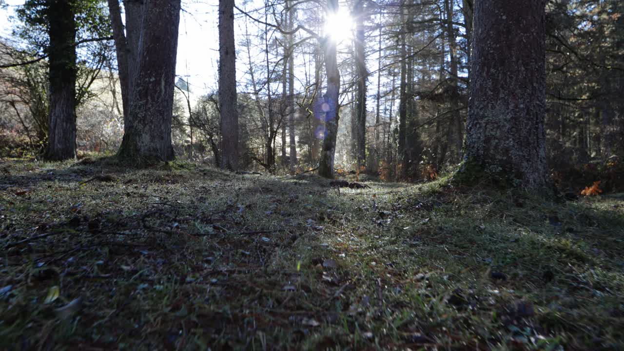 Vista della foresta a livello del suolo