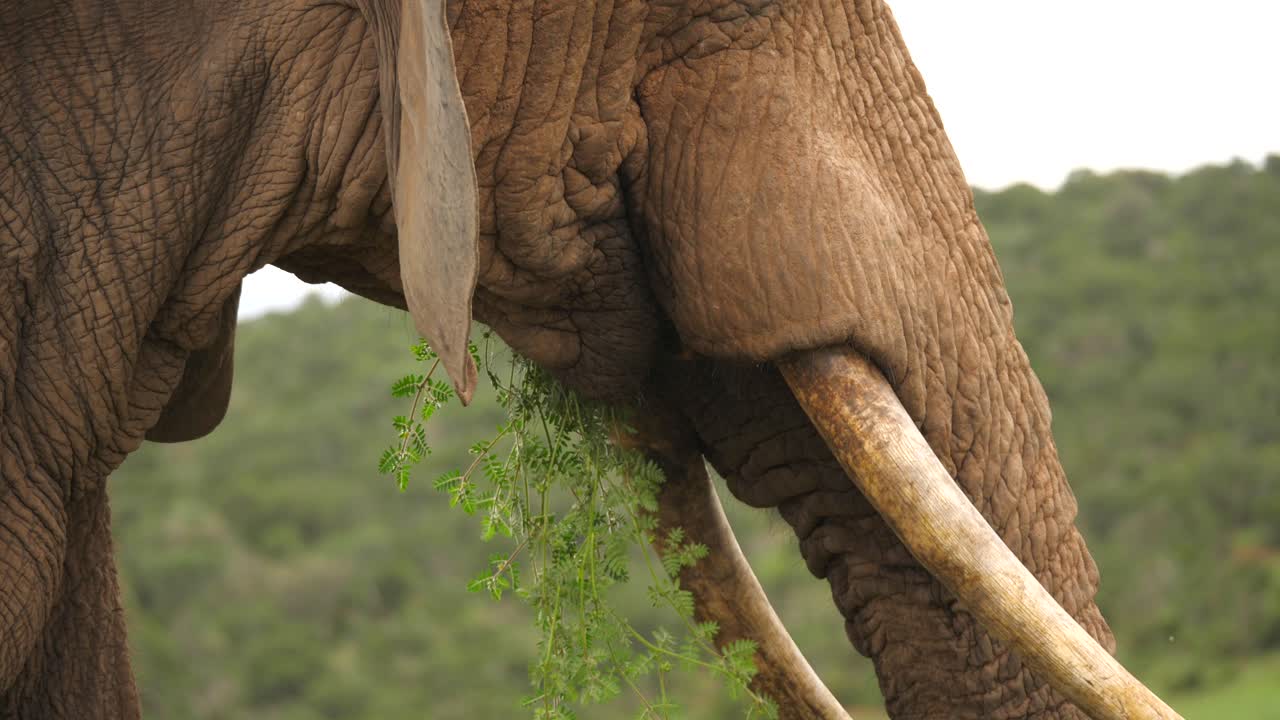 primer plano de un elefante africano macho que lleva hierba a su boca usando su trompa