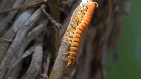 witness the remarkable journey of a vibrant orange caterpillar as it ascends along a textured tree bark