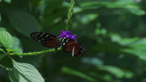 Dos-Mariposas-En-Flor-Morada