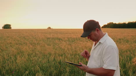 a middle-aged farmer working in a field with a tablet against a background of high shoots of corn